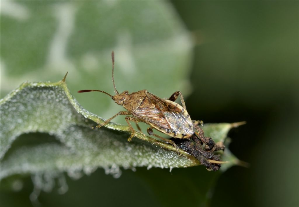 Rhopalidae? : S, Stictopleurus sp.